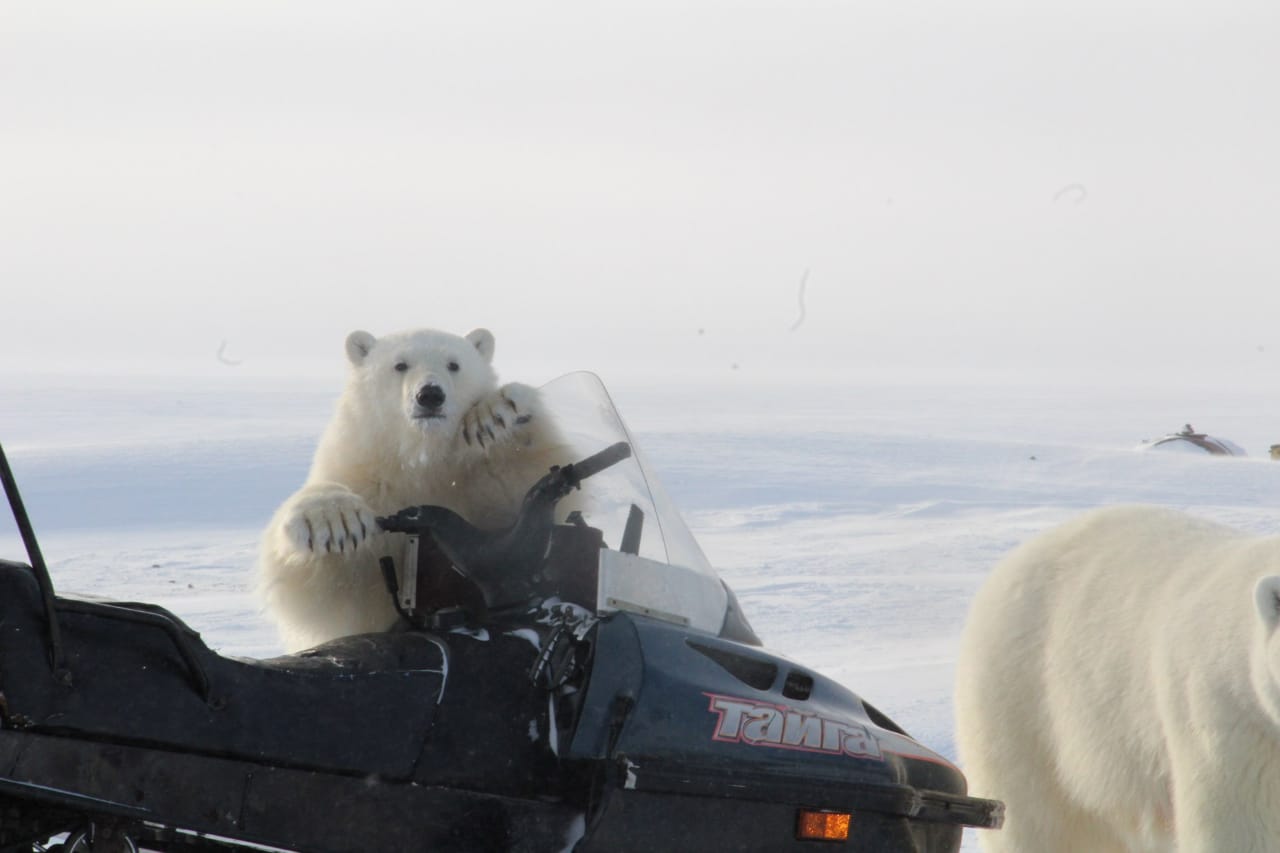 Буран и медвежата. Белый медведь на полярной станции. Арктика медведи. Северный медведь. Медведь на севере.