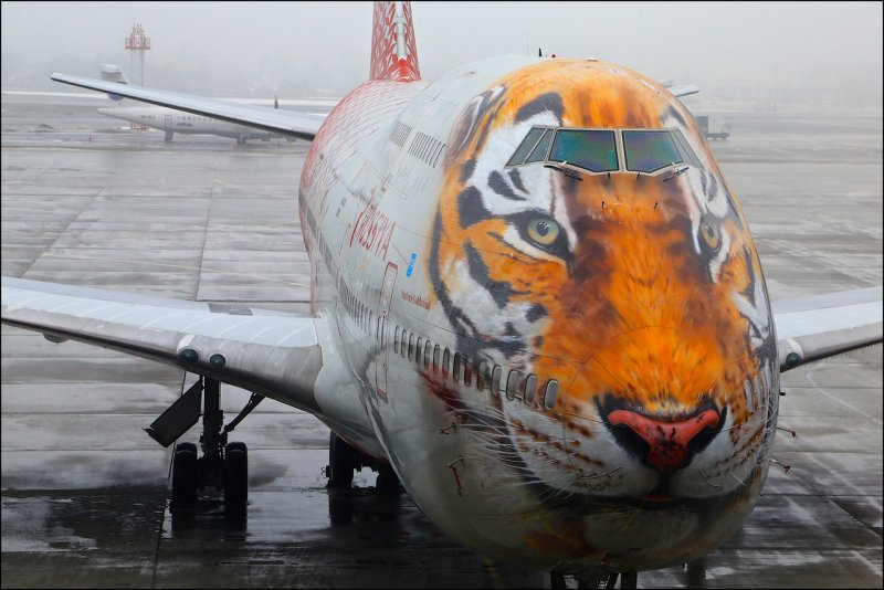 Боинг 747 с тигром Россия