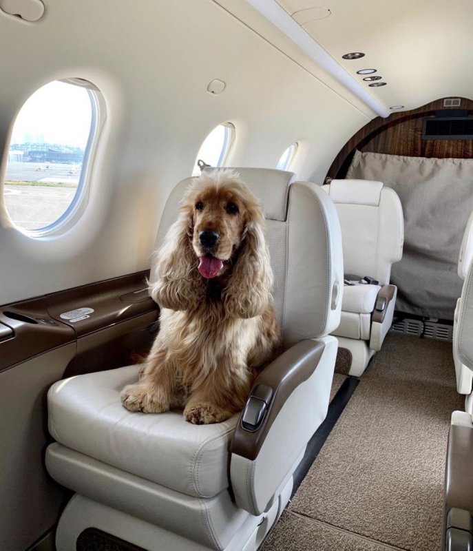 Собачка в самолете