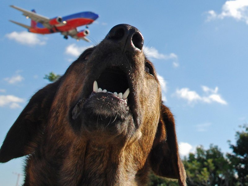 Собака на фоне самолета
