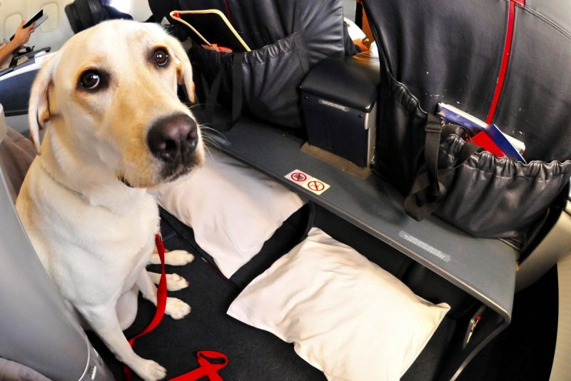 Служебная собака в самолете