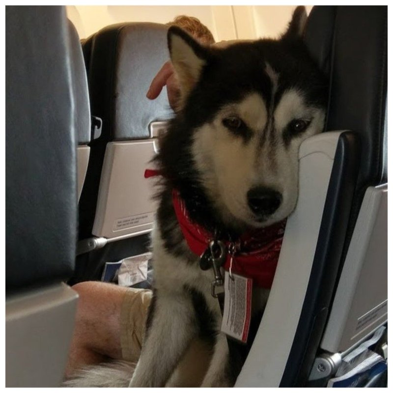Собака в салоне самолета