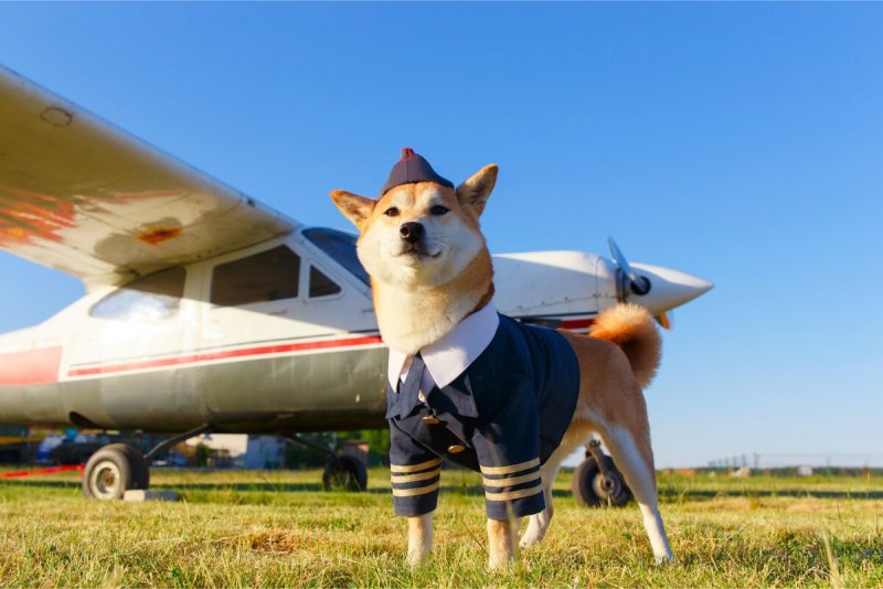 Собака летчик