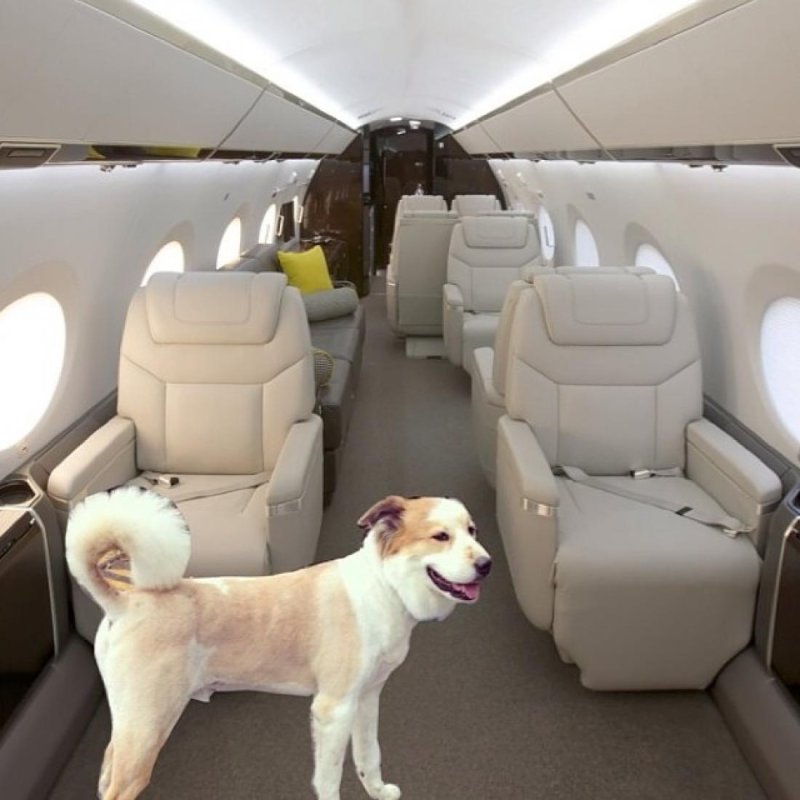 Собака в частном самолете