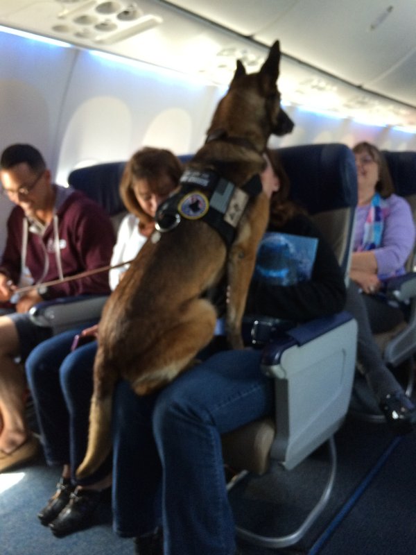 Отделение для животных в самолете