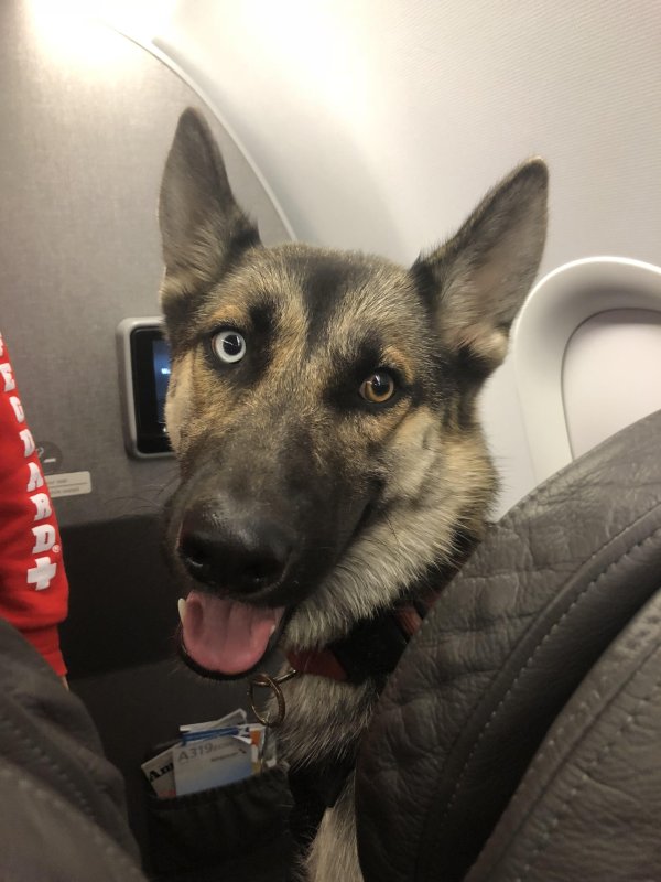 Собака в костюме самолета