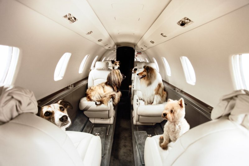 Животные в салоне самолета