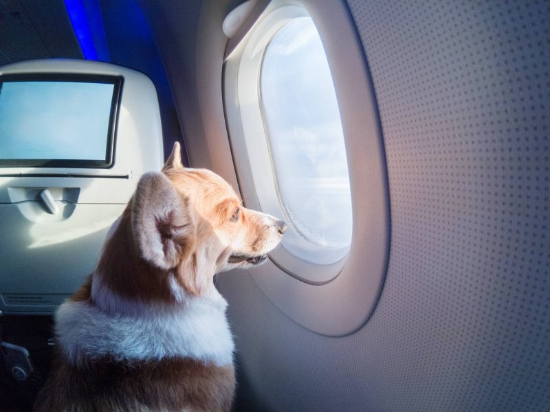 Собака в самолете