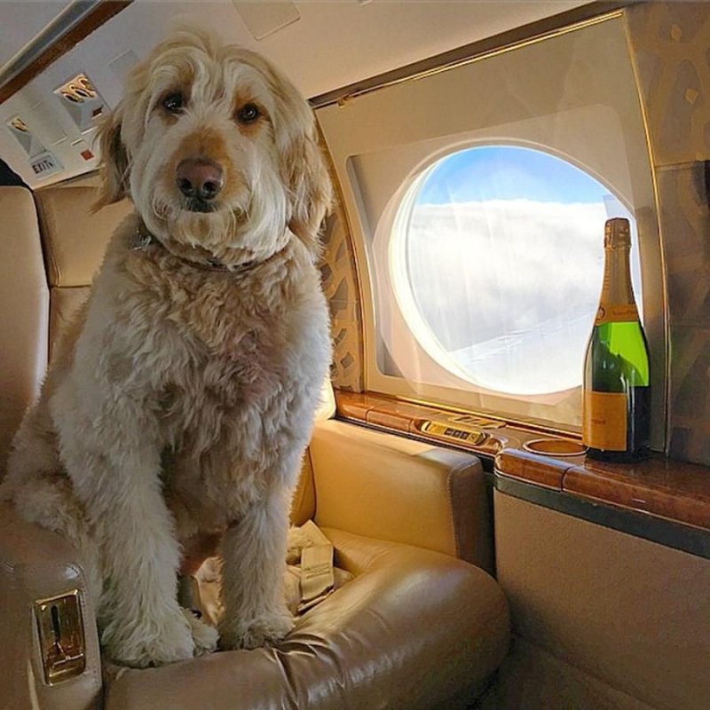 Пес в самолете