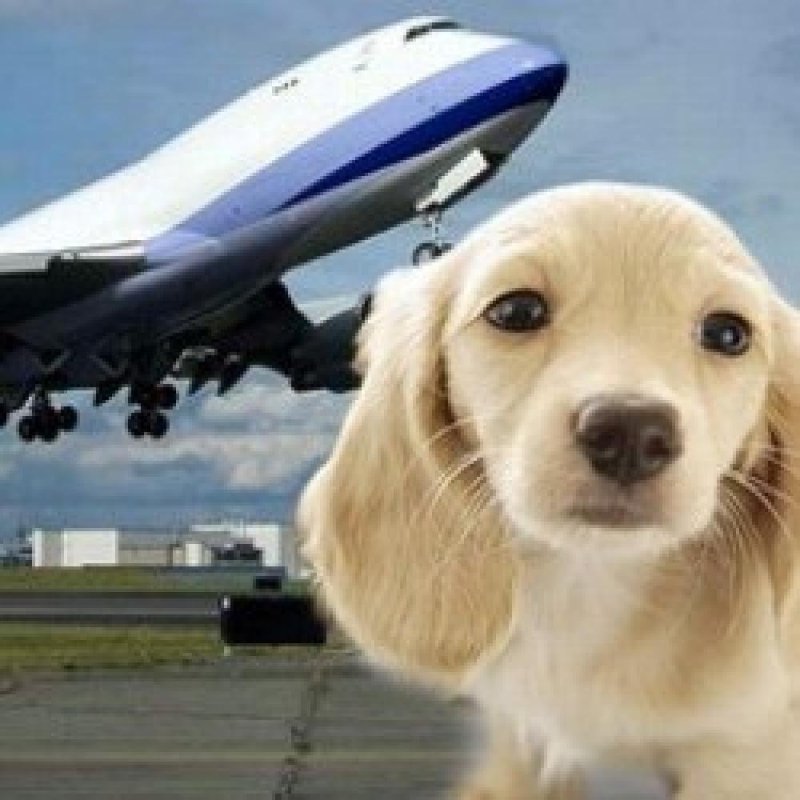 Самолет для животных