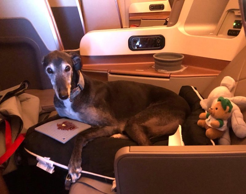 Собачка в самолете