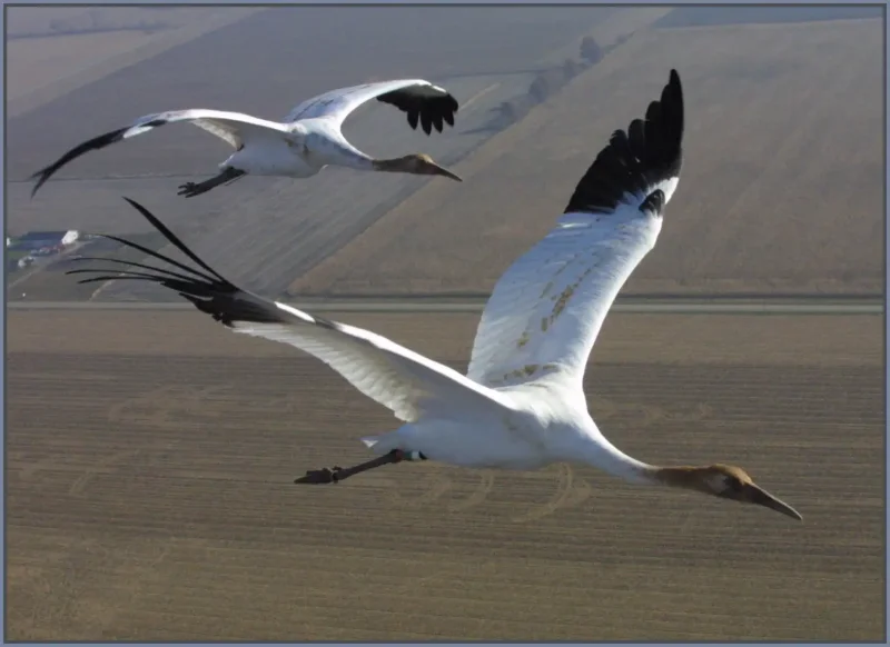 Белый журавль в полете фото