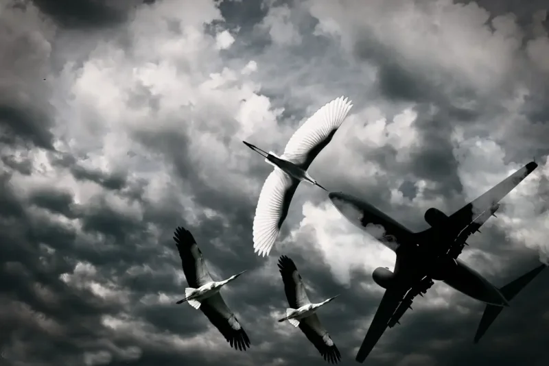 Самолет и птицы в небе