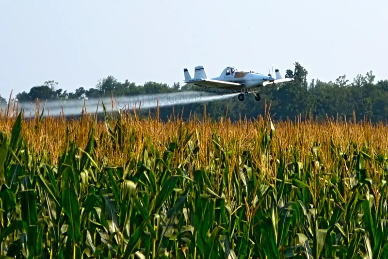 Кукурузные поля Айовы