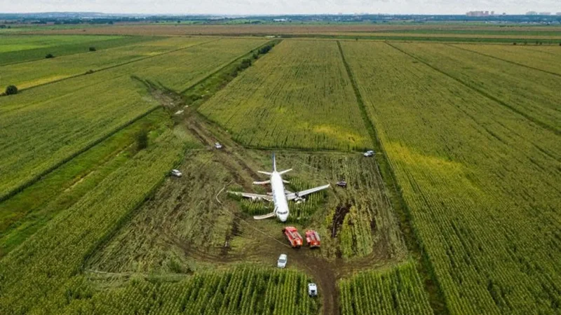 А321 Уральские авиалинии кукурузное поле