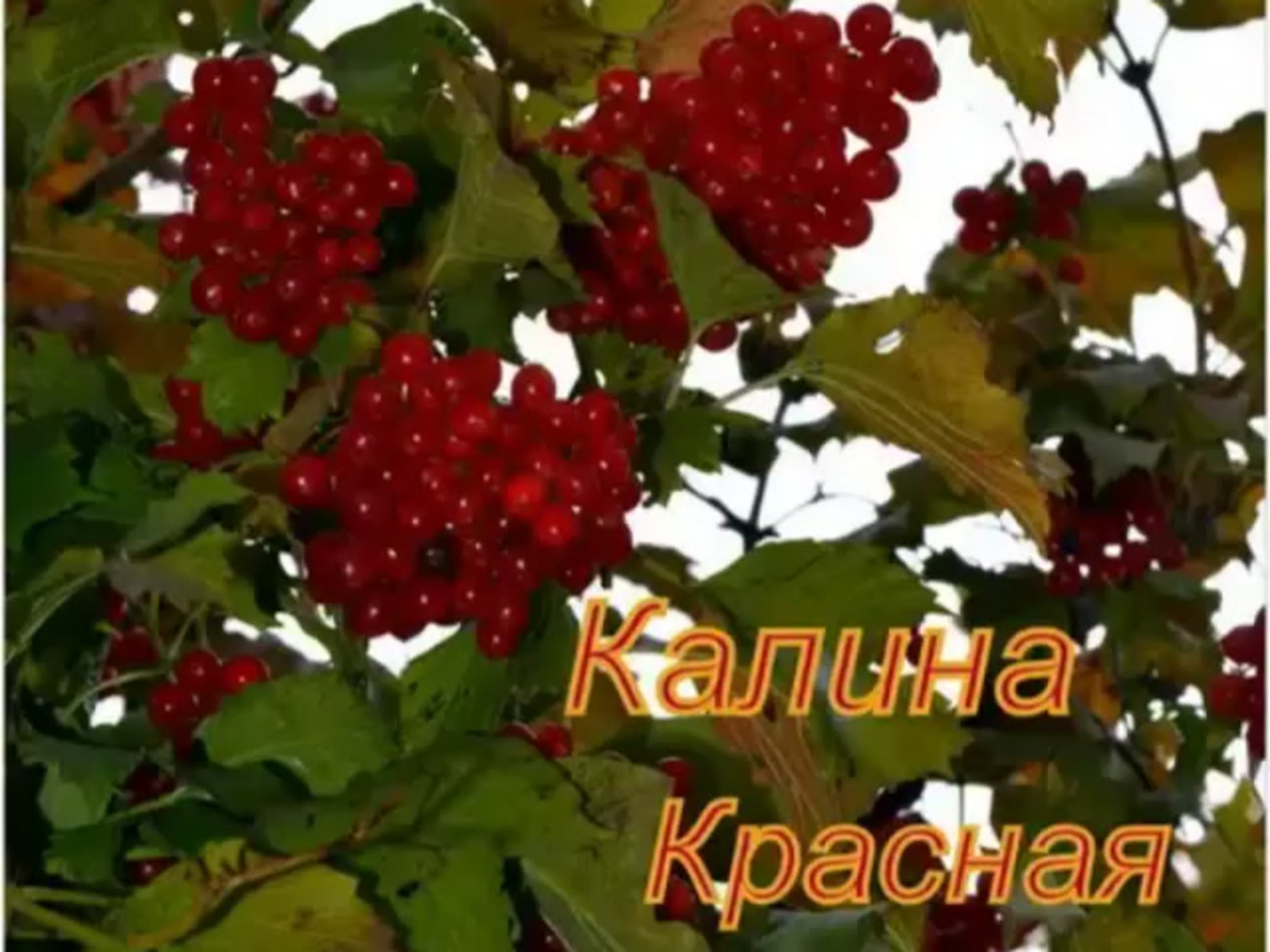 Песня ах калина калина соловей. Калина красная любовь несчастная. Калина Соузга. Ветка калины.