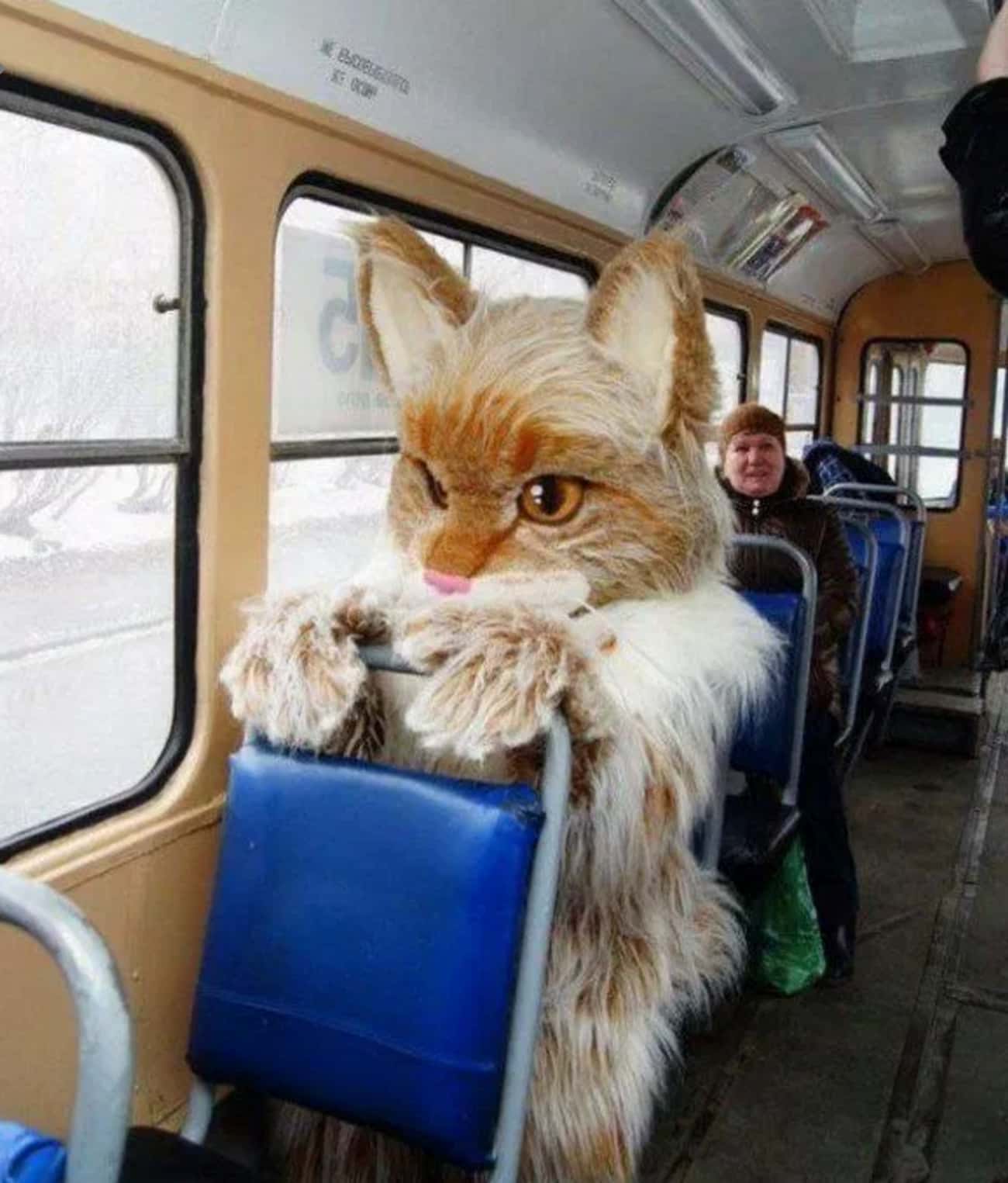 Москва едет на работу. Коты в общественном транспорте. Котик в автобусе. Котик в трамвае. Кот едет в трамвае.