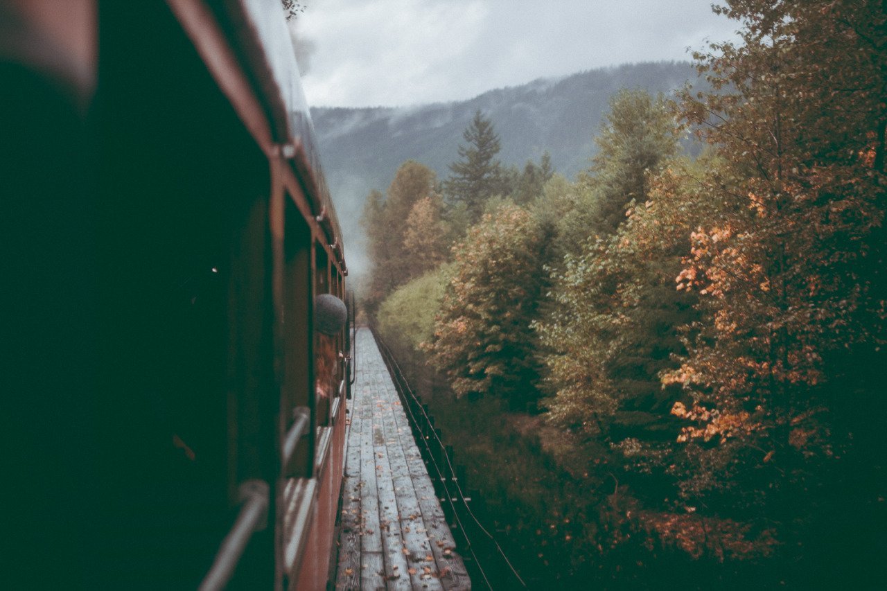 Лес из окна поезда