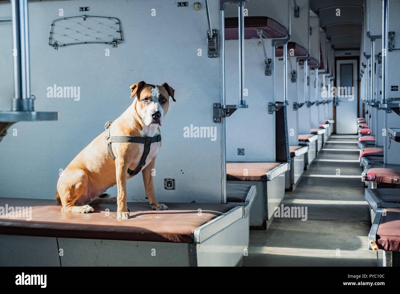 Правила провоза животных в поездах ржд 2024. Собака в поезде. Вагон для перевозки домашних животных. Вагон для перевозки собак. Электричка собака.
