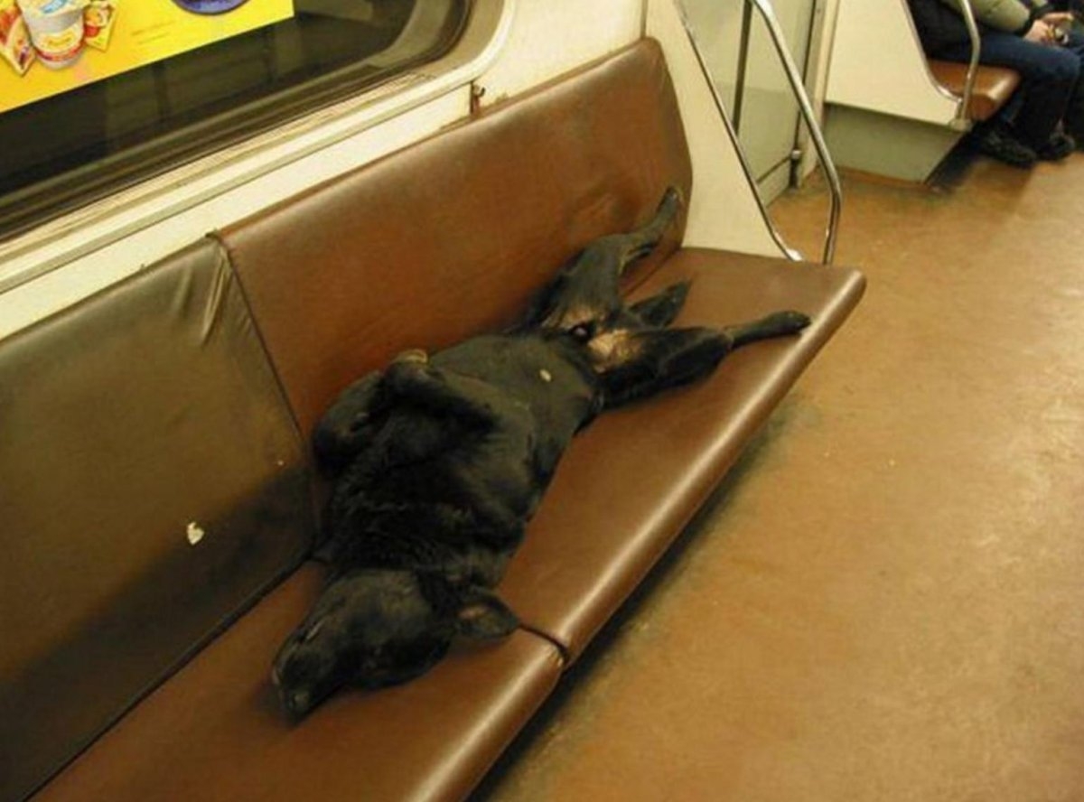 Можно в электричку с собакой. Собака в поезде. Электричка собака. Собака в метро.