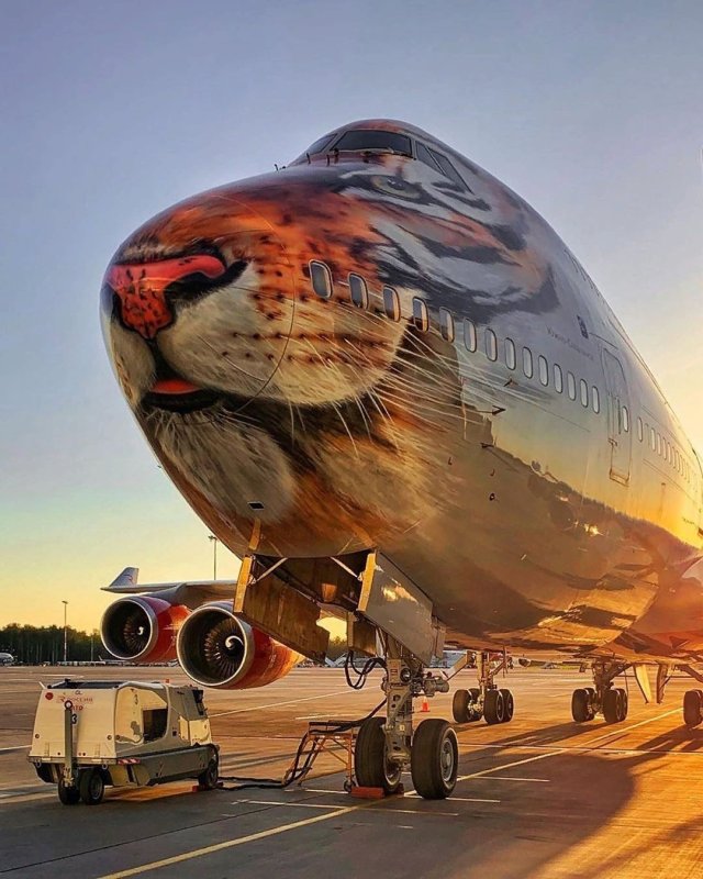 Боинг 747 с тигром Россия