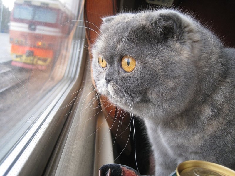 Кот в поезде