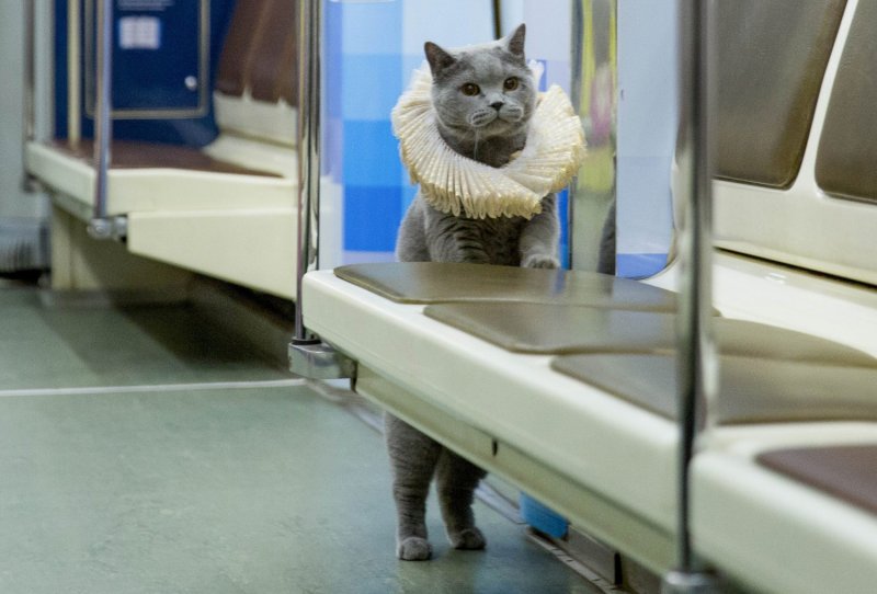 Коты в трамвае