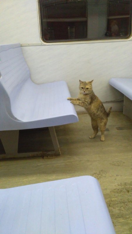 Котик в электричке