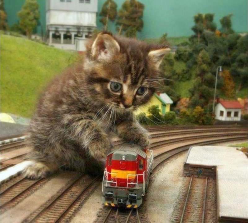 Котик в метро