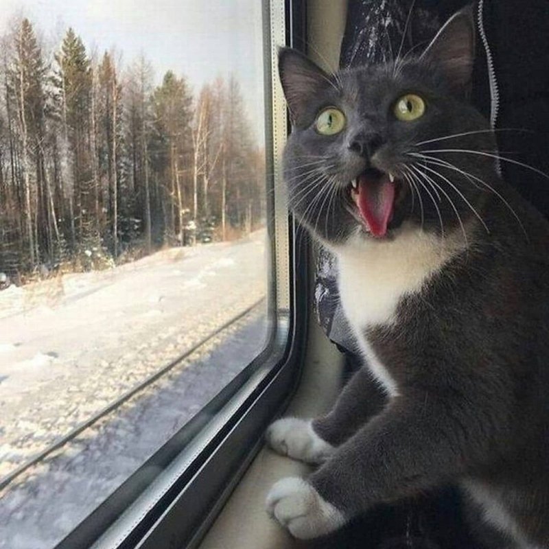 Плед с кошками