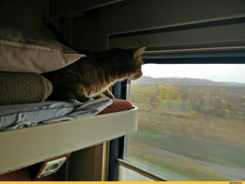 Кот едет в поезде
