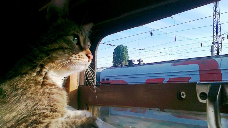 Кот в поезде