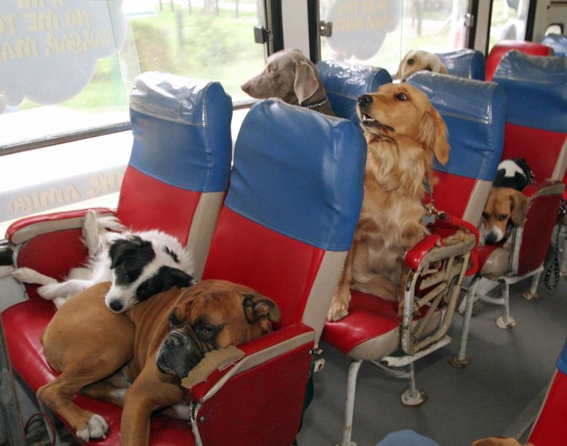 Кошечка в поезде