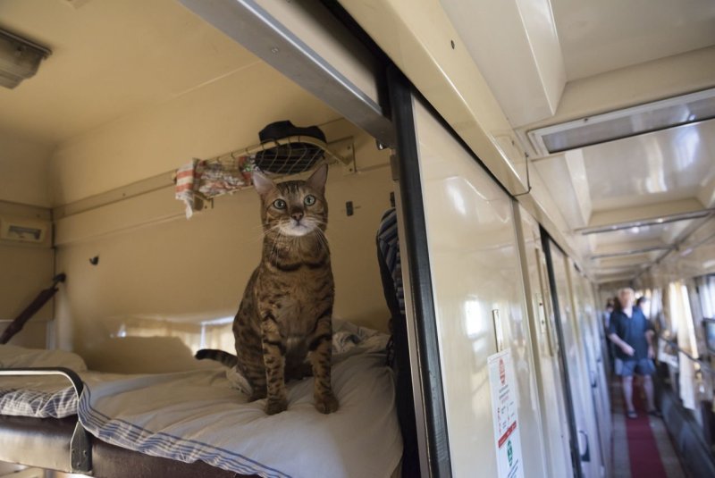 Кот в поезде