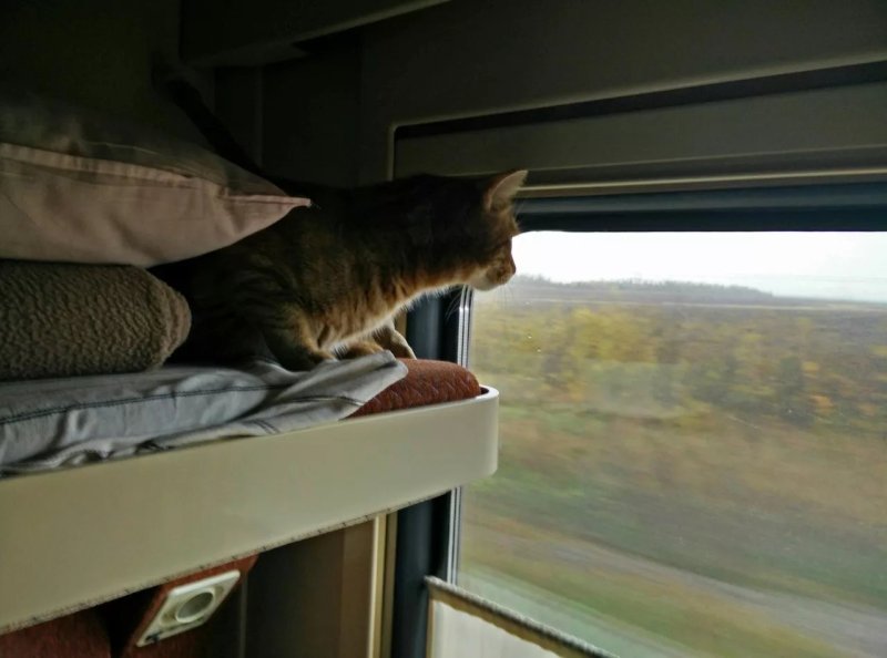 Перевоз животных Эмирейтс