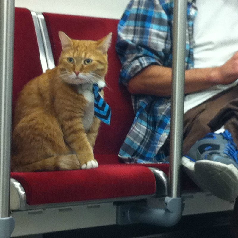 Котик в автобусе
