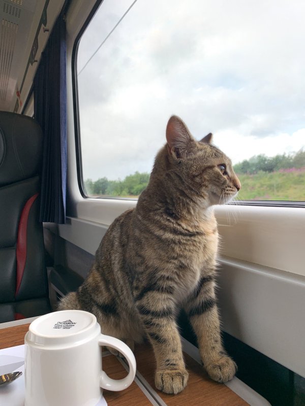 Коты в поезде