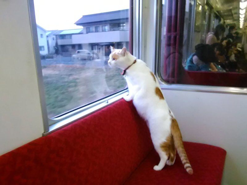 Котик едет на машинке