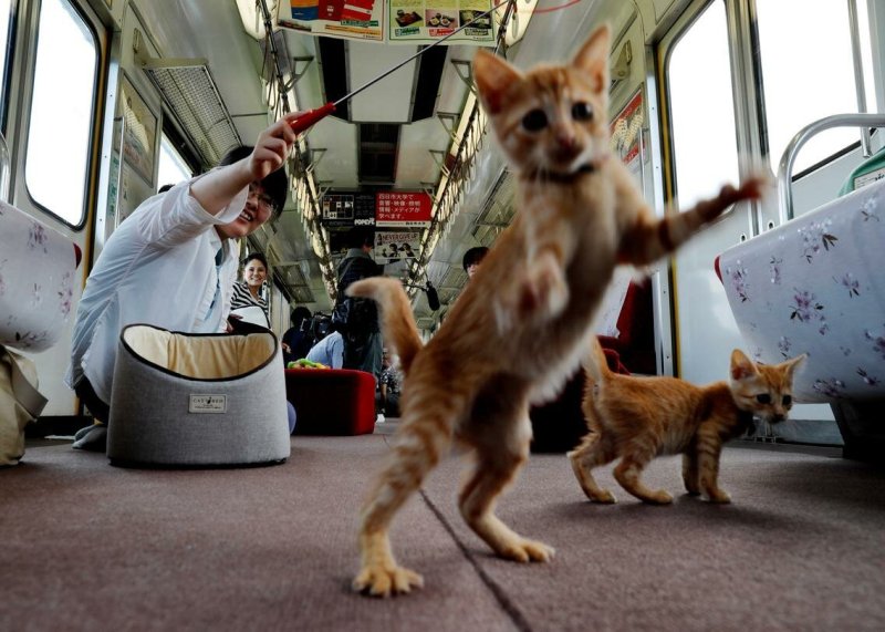 Котенок в метро