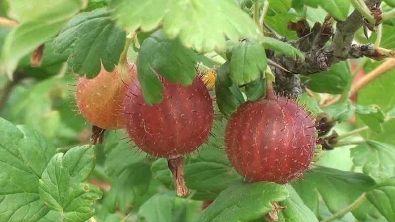 Крыжовник Черномор