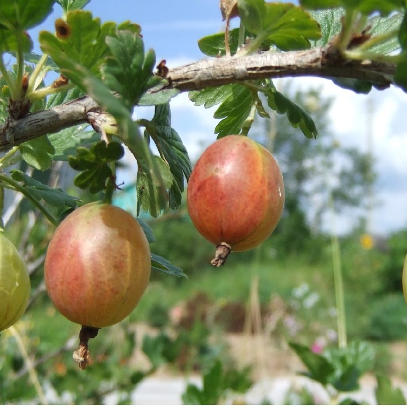 Крыжовник Уральский розовый