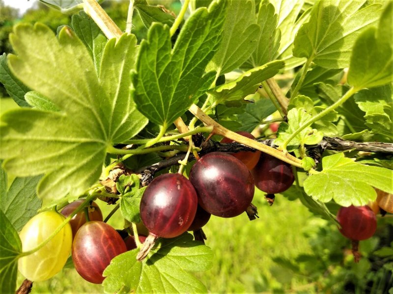 Крыжовник плоды в виде груши