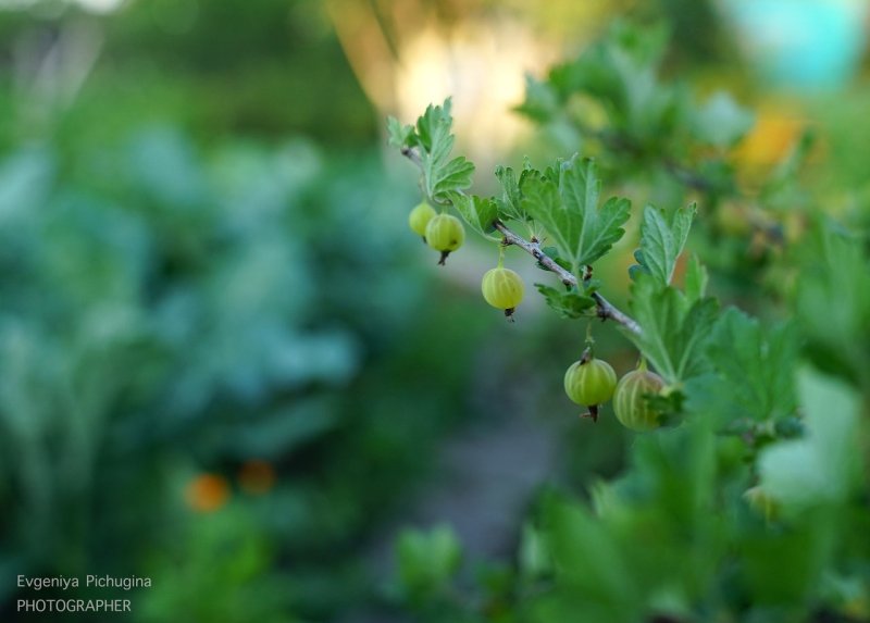 Полярный Капитан крыжовник