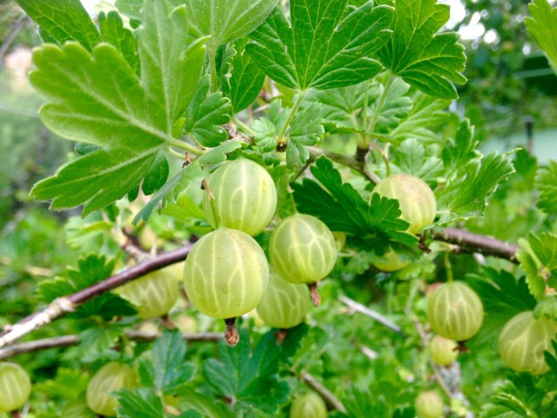 Наклейки на Матиз