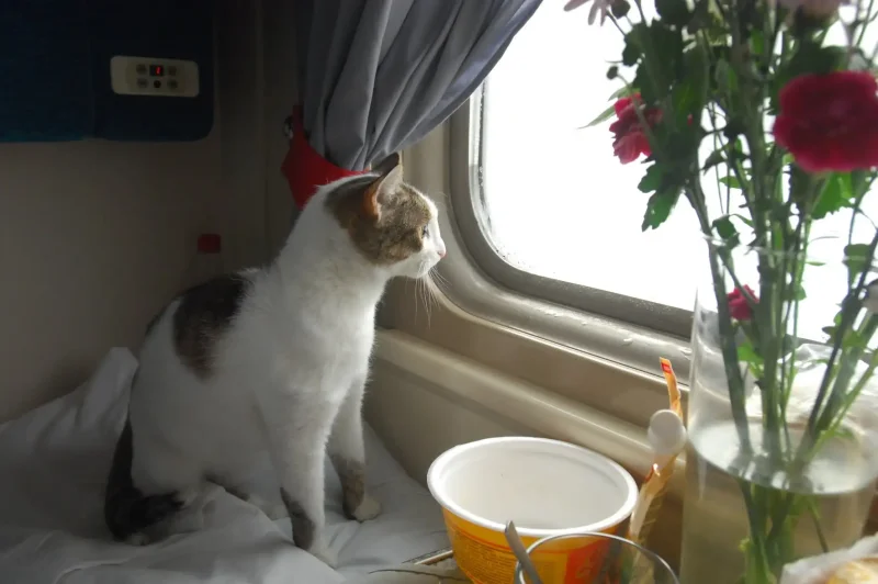 Коты в поезде