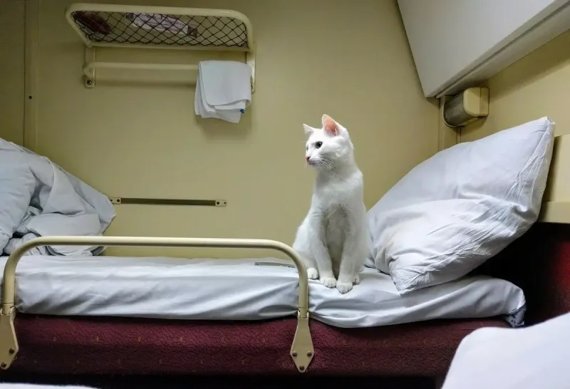 Кот в купе поезда