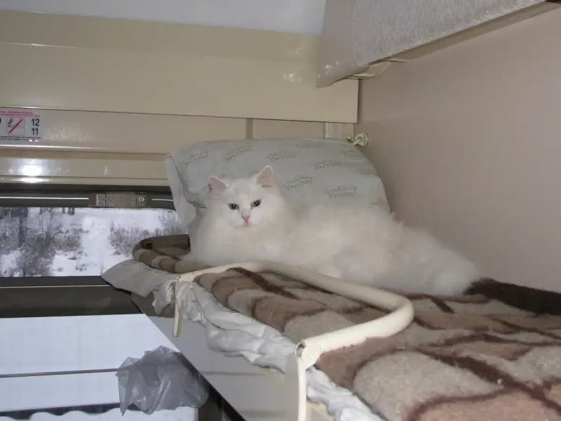 Кошечка в поезде