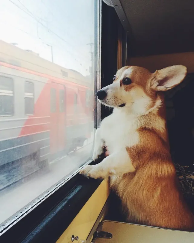 Корги путешествует