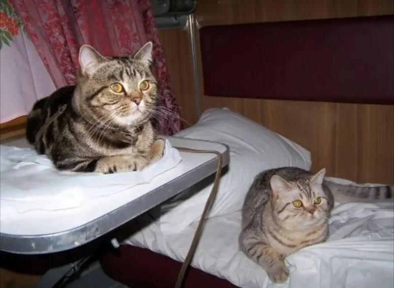 Плед с кошками