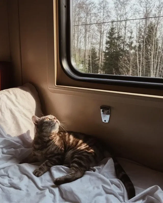 Кошка в поезде